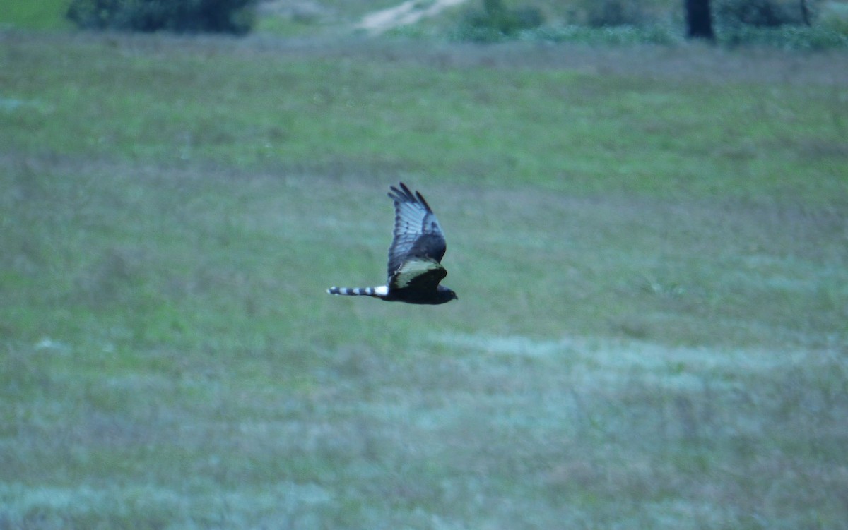 Black Harrier - ML341455691