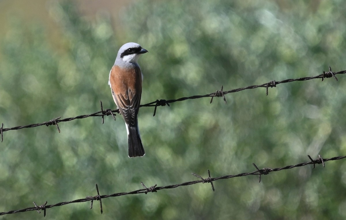 Red-backed Shrike - ML341455891