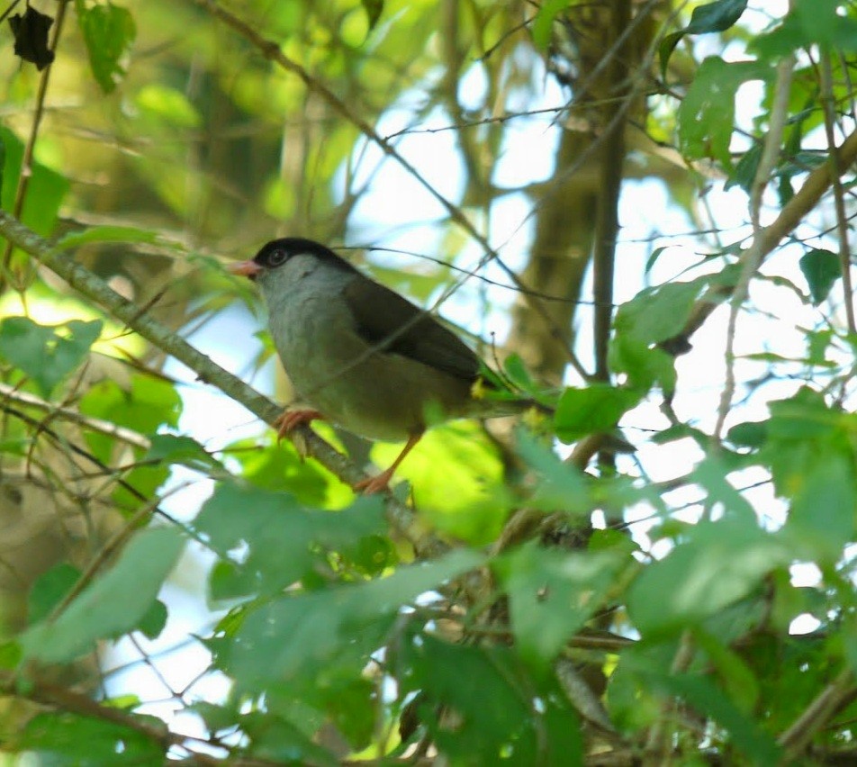 Bush Blackcap - ML341457111