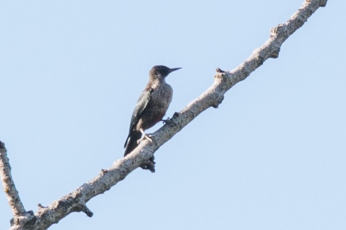 Lewis's Woodpecker - ML34145721