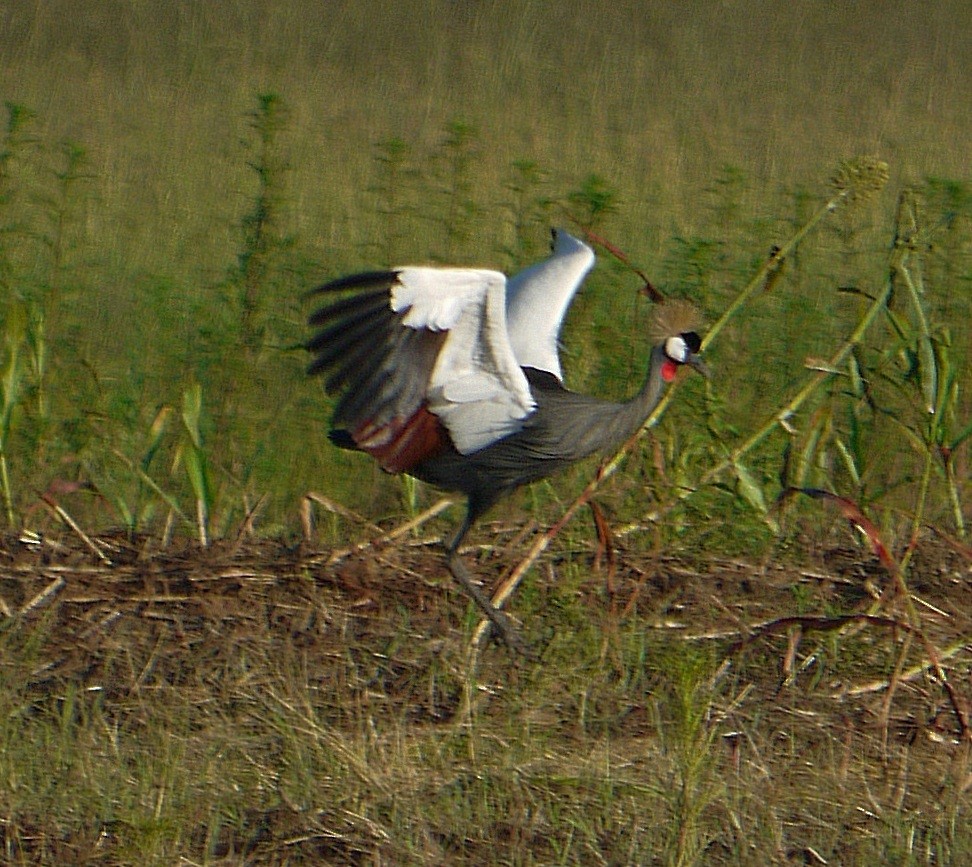 Gray Crowned-Crane - ML341457291