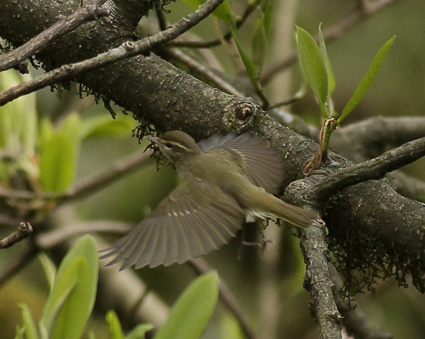 Large-billed Leaf Warbler - ML341460131