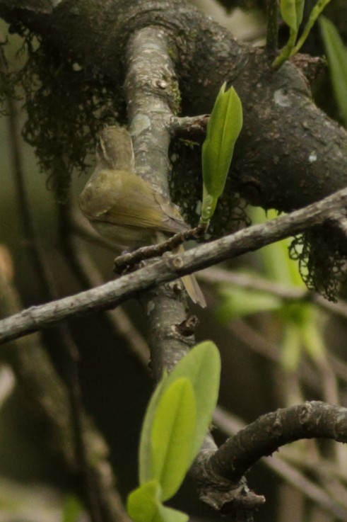 Large-billed Leaf Warbler - ML341460161