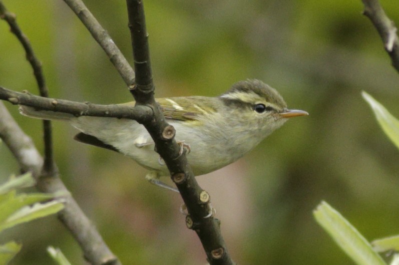 Blyth's Leaf Warbler - ML341460491