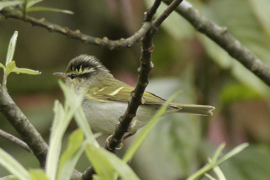 Blyth's Leaf Warbler - ML341460521