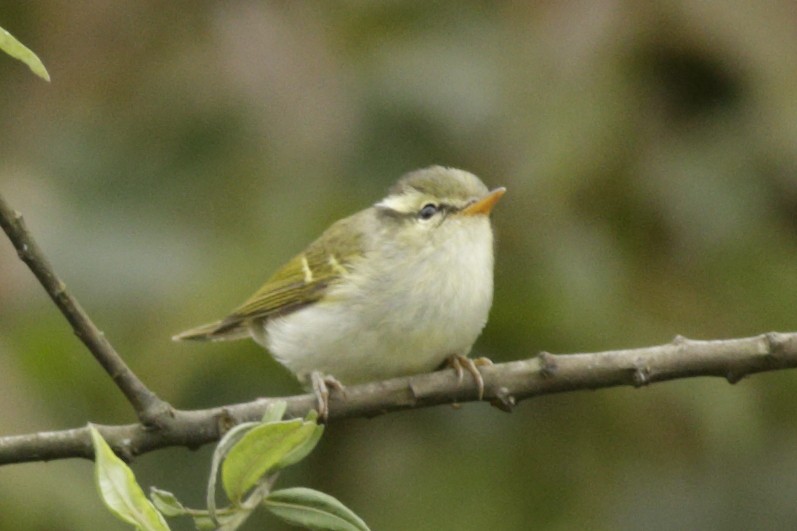 Blyth's Leaf Warbler - ML341460541