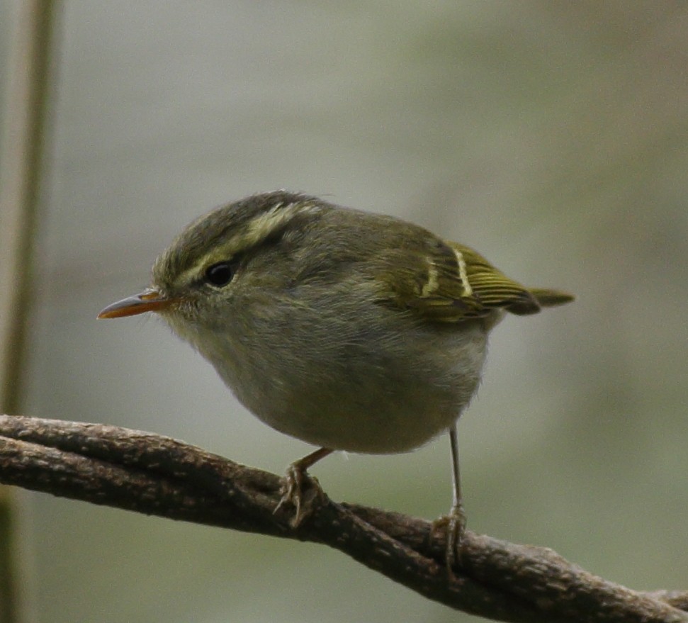 Blyth's Leaf Warbler - ML341460571