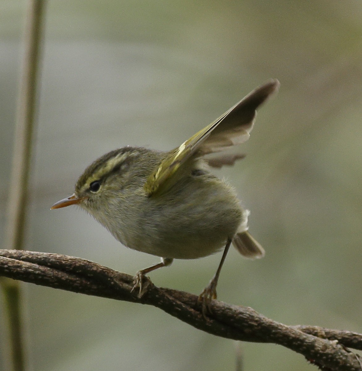 Blyth's Leaf Warbler - ML341460581