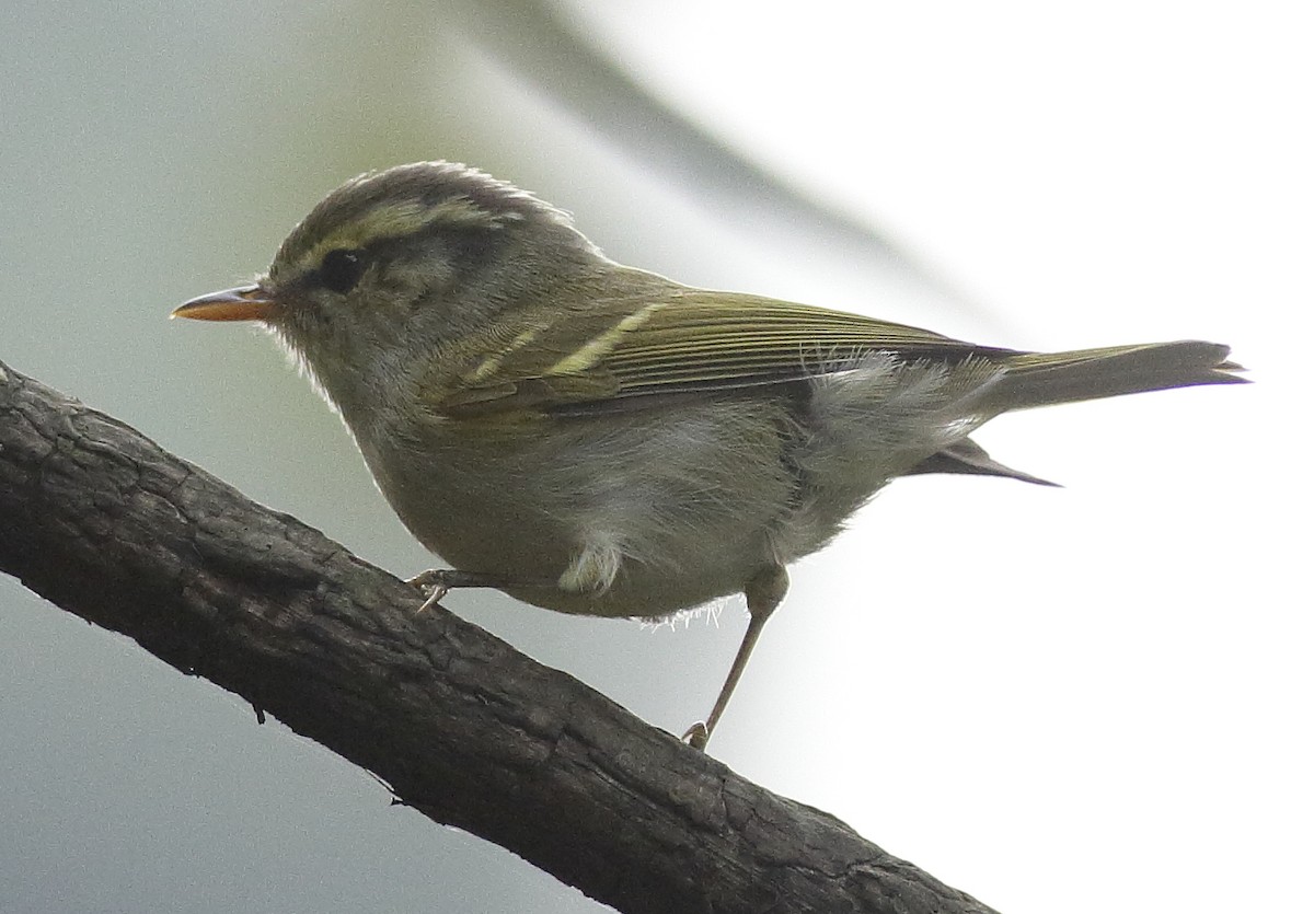 Blyth's Leaf Warbler - ML341461001