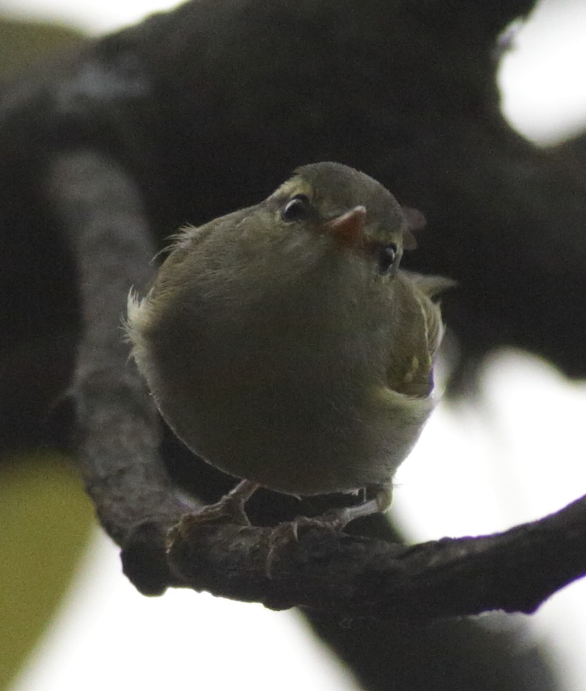 Blyth's Leaf Warbler - ML341461071
