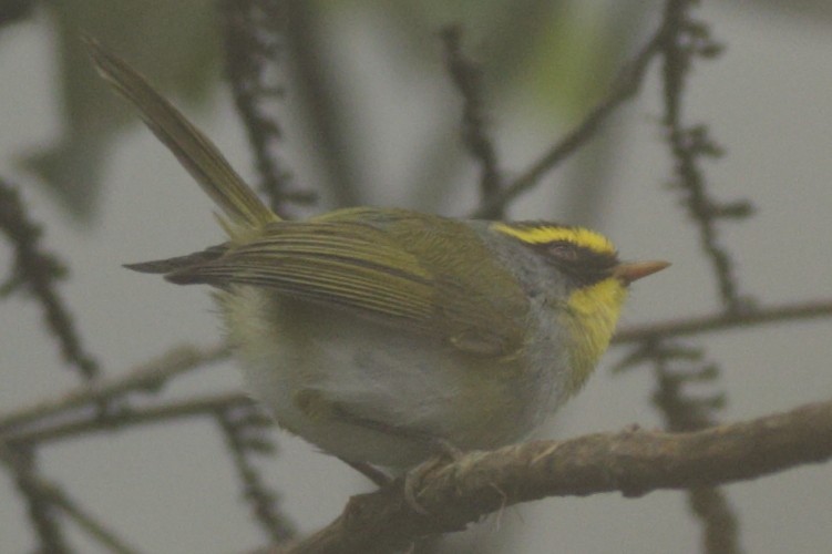 Black-faced Warbler - ML341461161