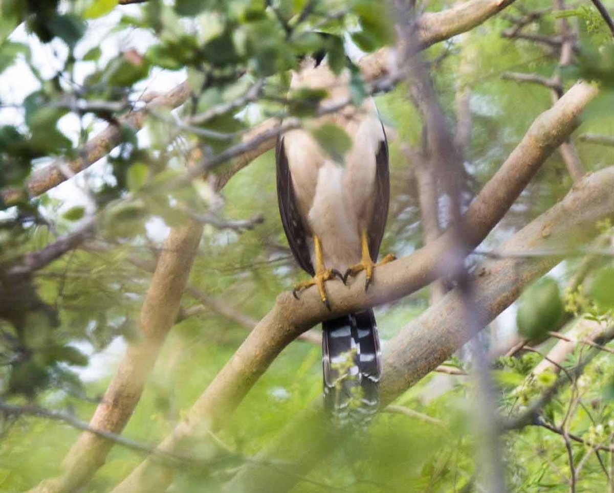 Collared Forest-Falcon - ML34146501