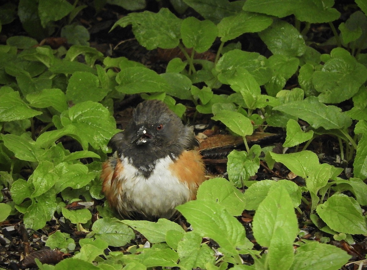 Spotted Towhee - ML341465181