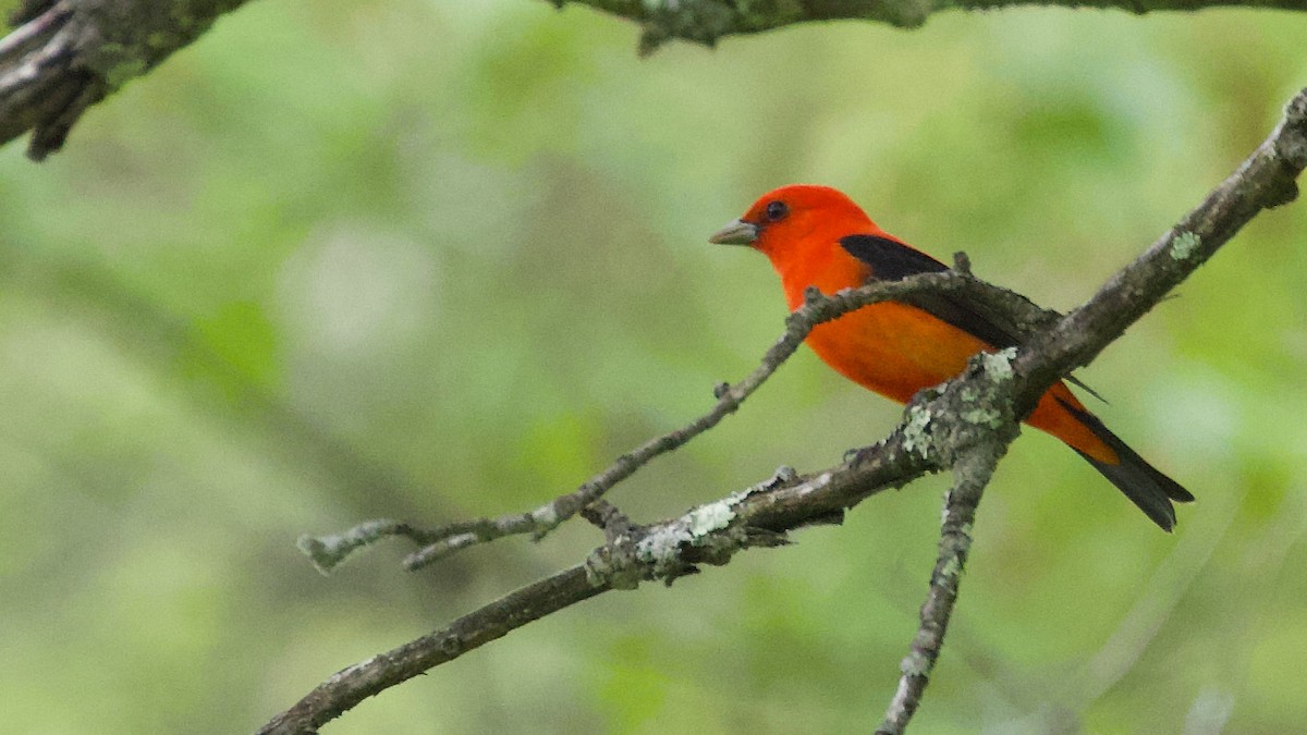 Scarlet Tanager - ML341465631