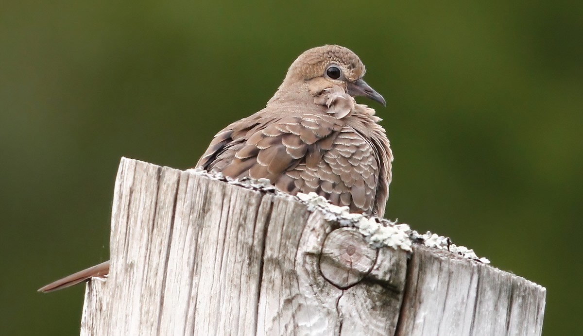 Mourning Dove - Gary Jarvis