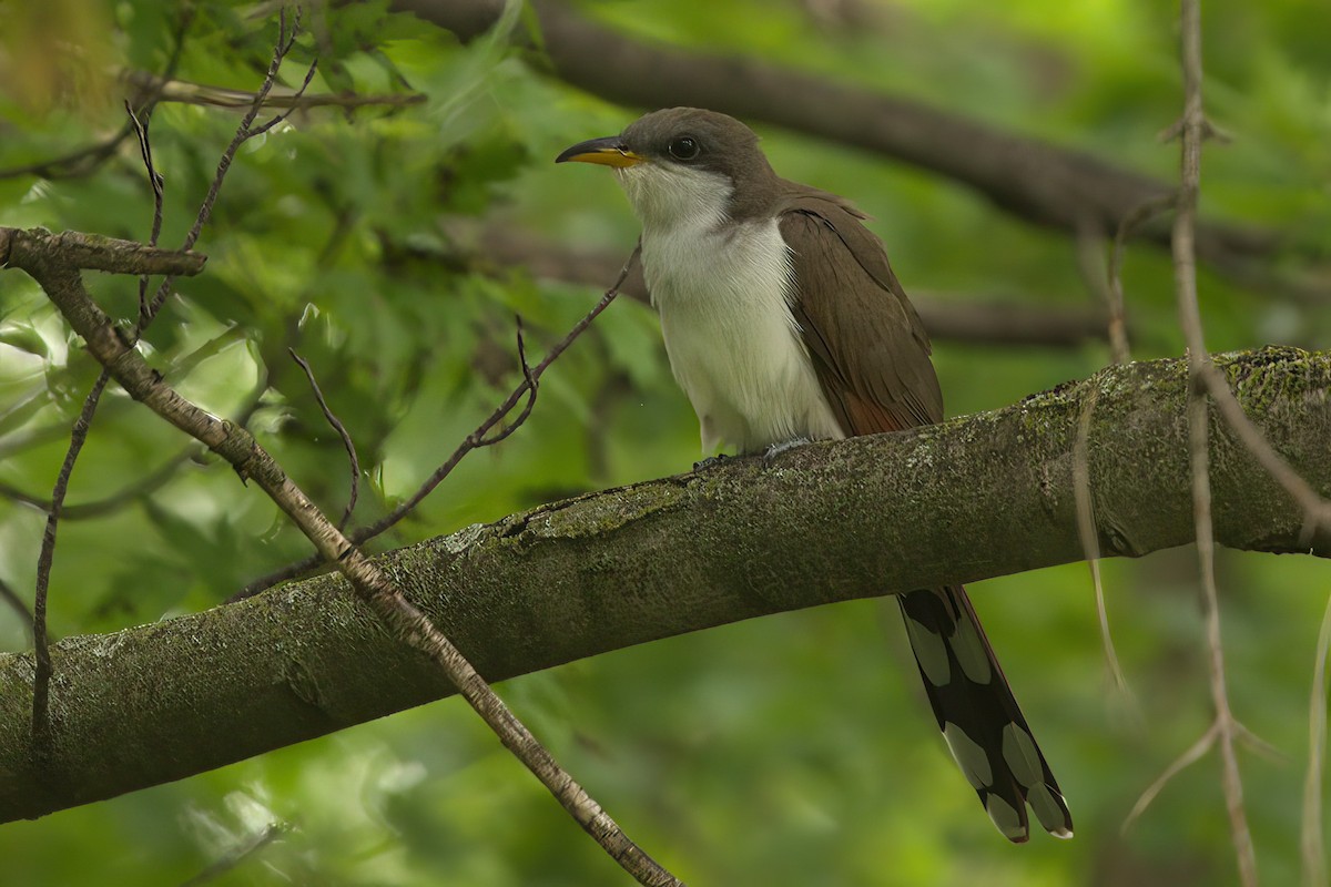 Yellow-billed Cuckoo - ML341466721