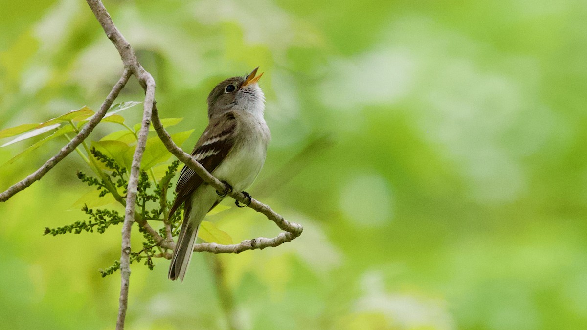 Least Flycatcher - Krishna Murti