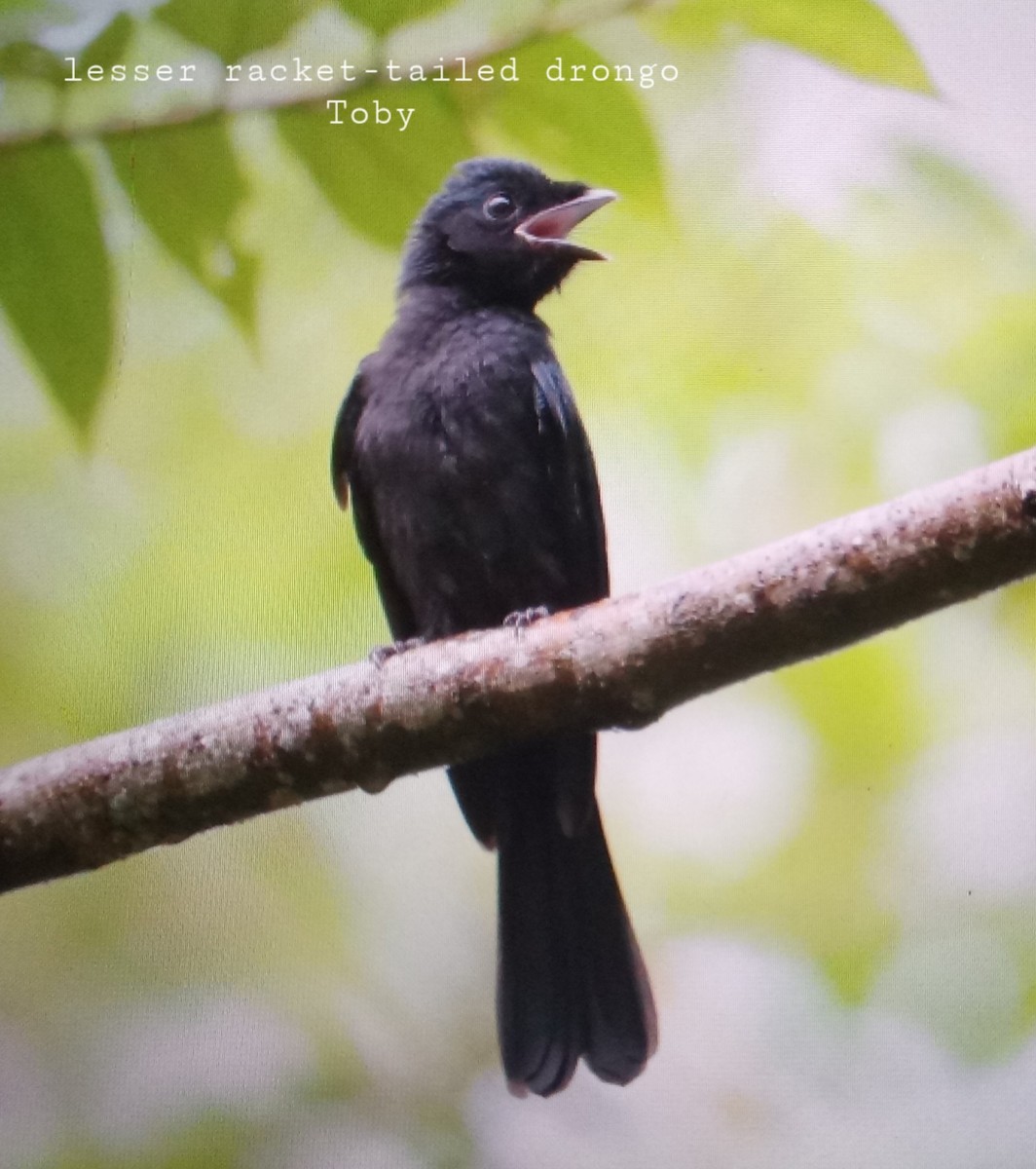 Lesser Racket-tailed Drongo - ML341468621