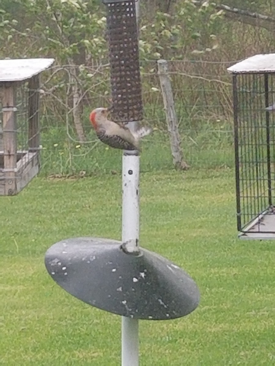 Red-bellied Woodpecker - ML341469531