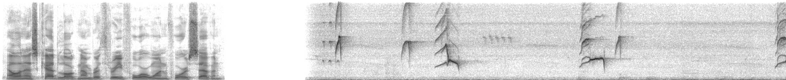 Schwarzschnabeldrossel (debilis) - ML34147