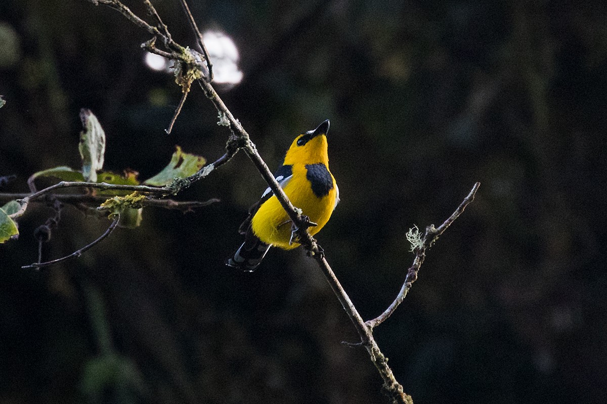 Black-breasted Boatbill - Tony Palliser