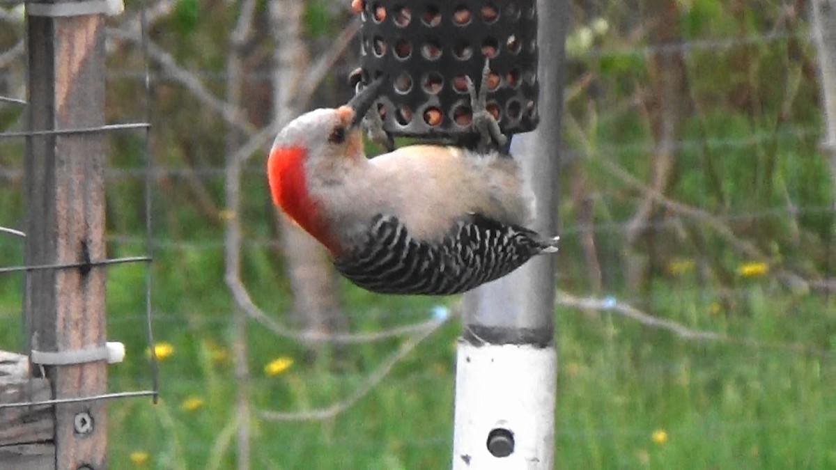 Red-bellied Woodpecker - ML341470401