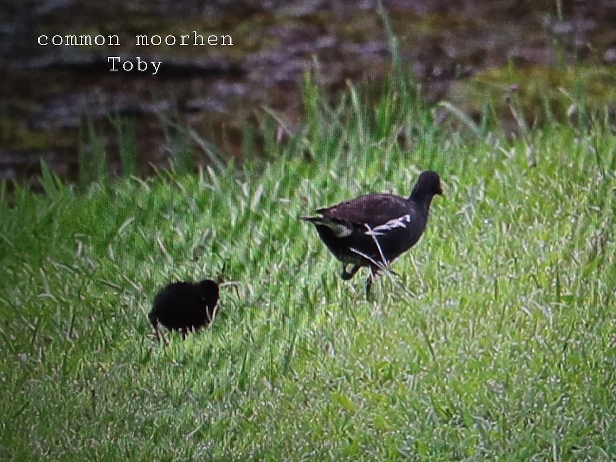 Eurasian Moorhen - ML341471171