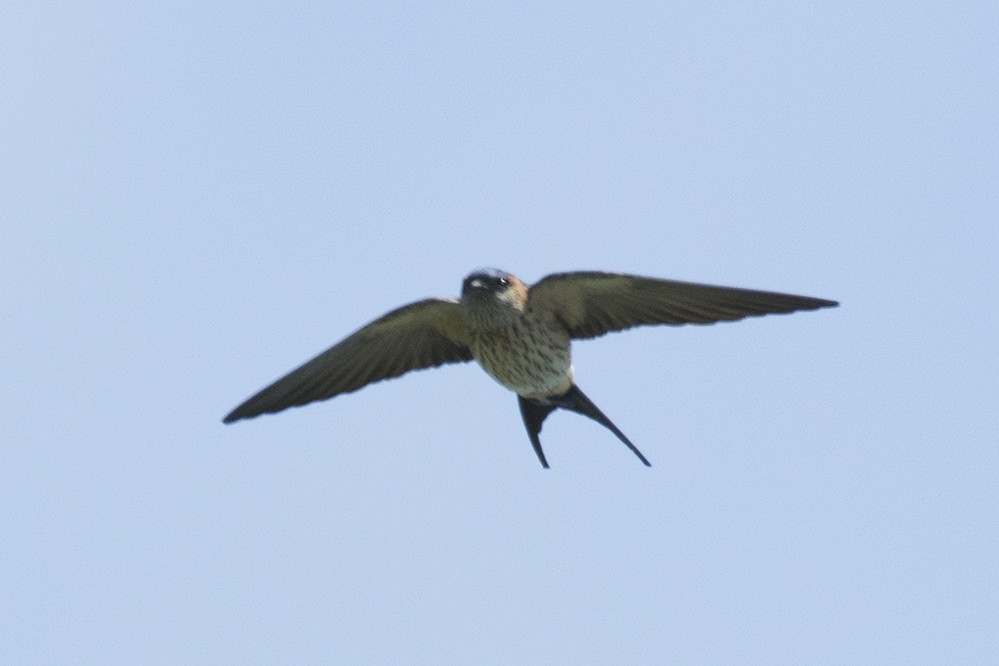 Eastern Red-rumped Swallow (Daurian) - ML341471281