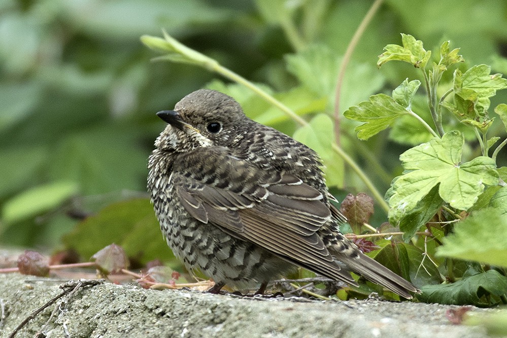 White-throated Rock-Thrush - Peter Han