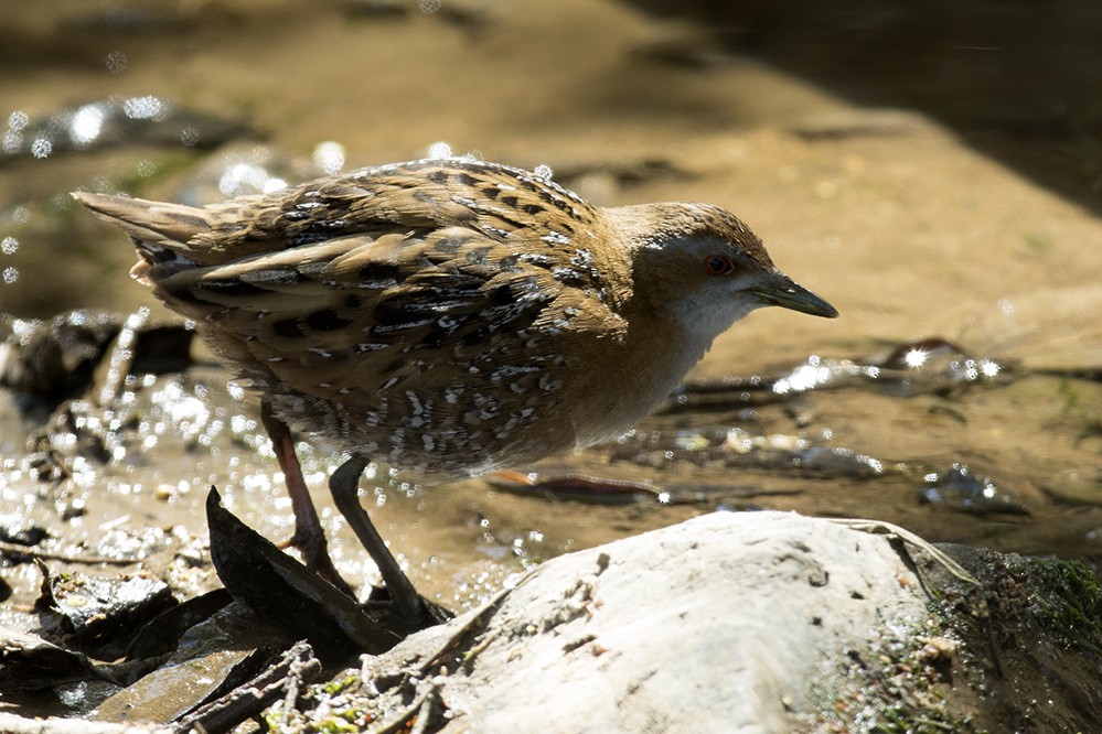 Schiribilla grigiata - ML341471411