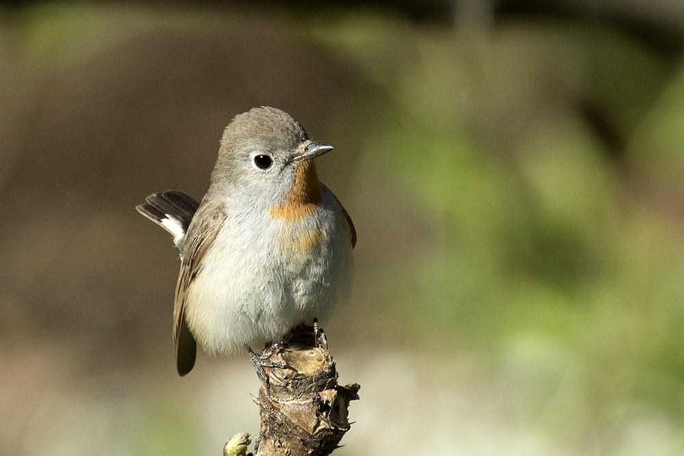 Taiga Flycatcher - ML341471581