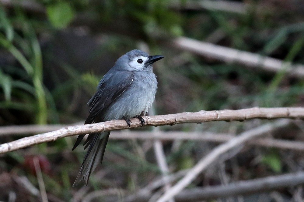 Ashy Drongo - ML341471691