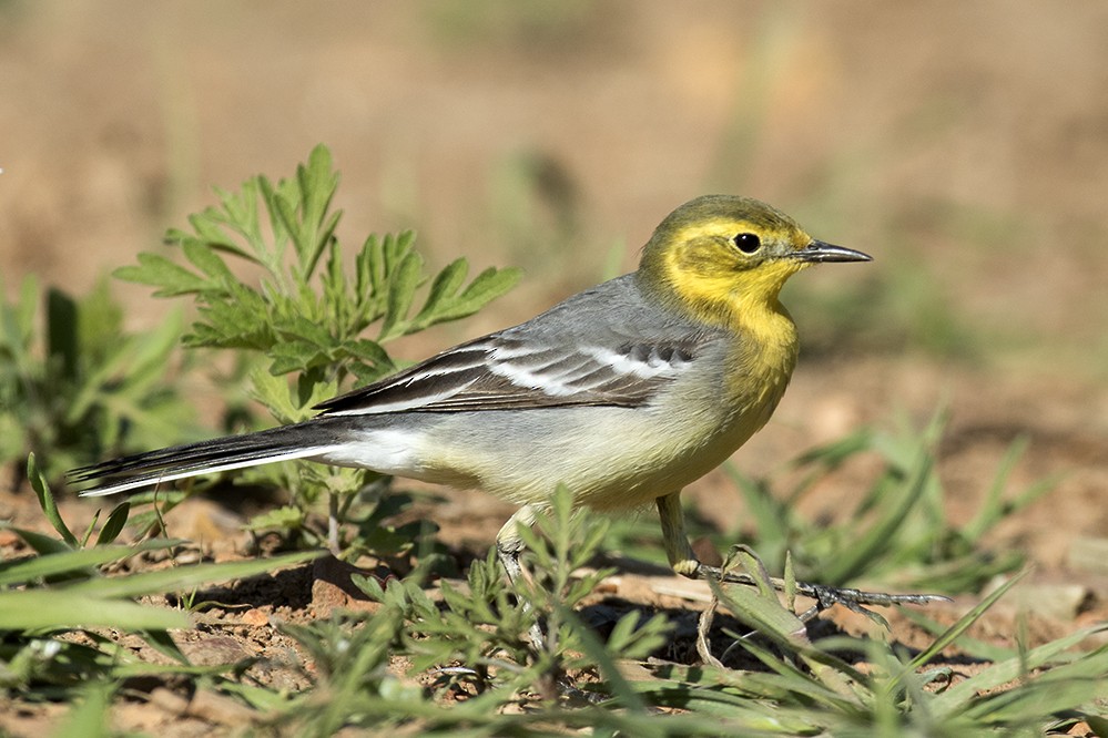 Citrine Wagtail - Peter Han