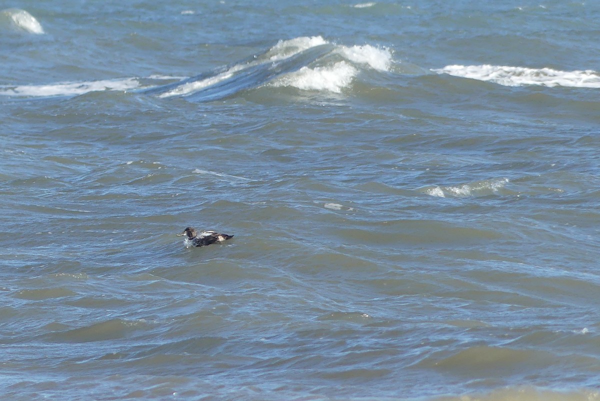 Common Eider - ML341472711