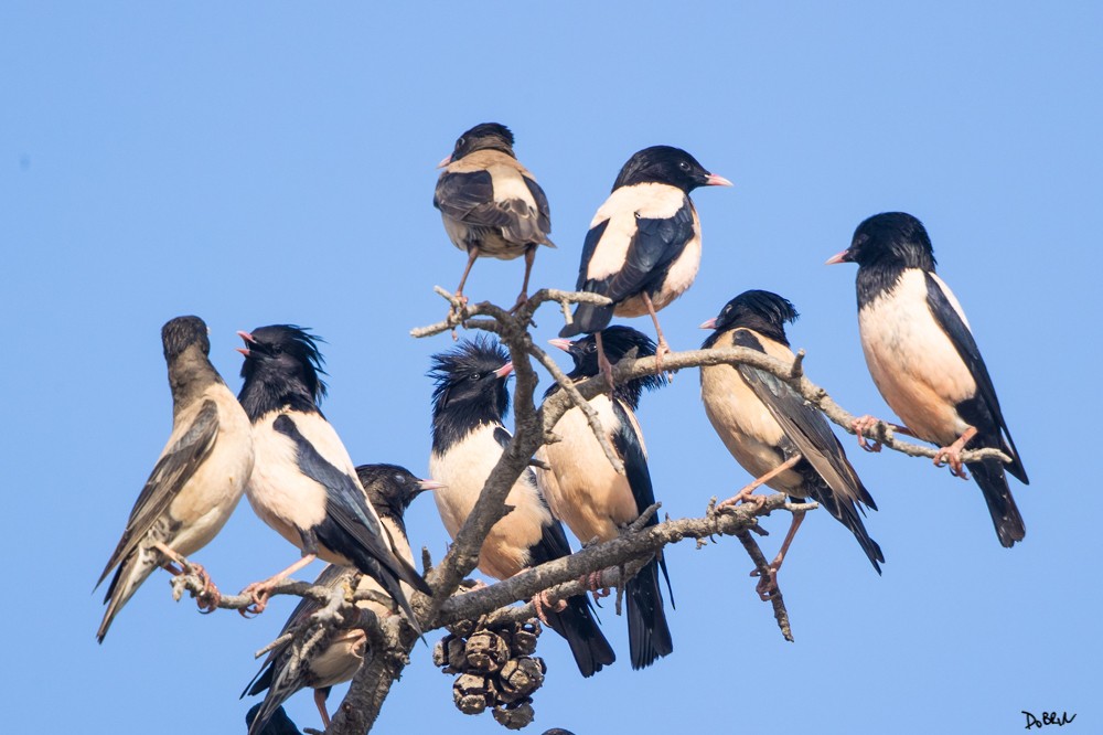 Rosy Starling - ML341473031