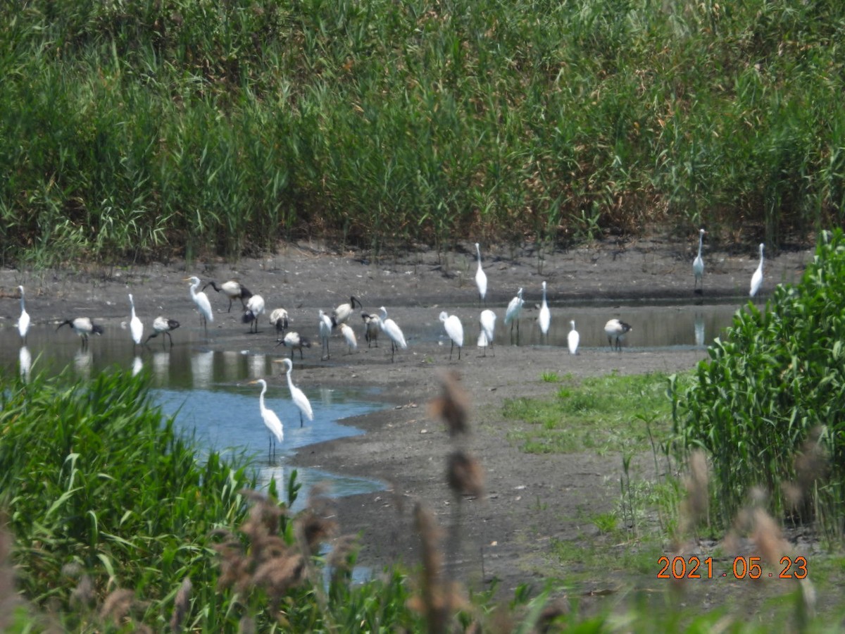 African Sacred Ibis - ML341473111