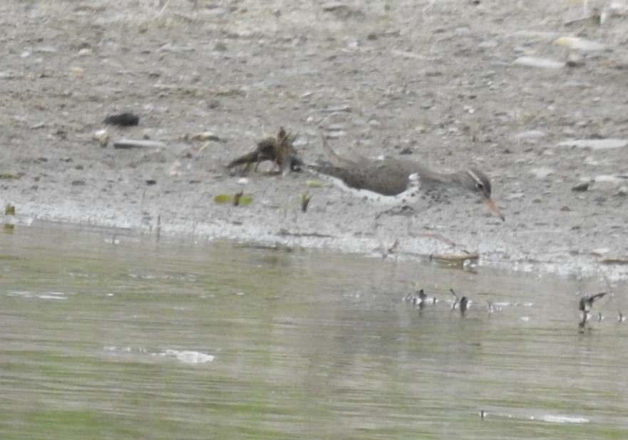 Spotted Sandpiper - Ken Limmer