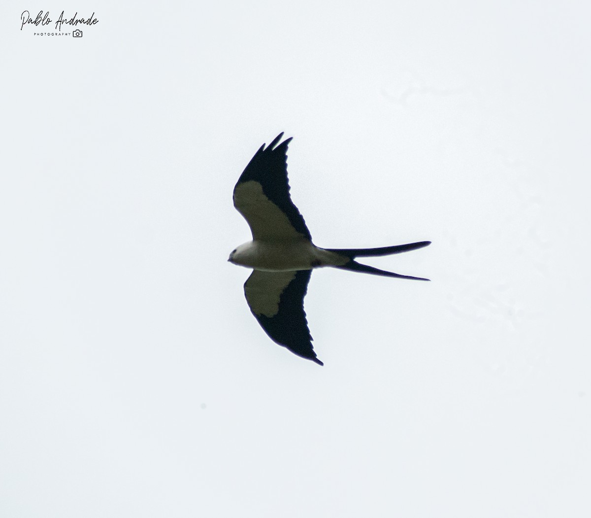 Swallow-tailed Kite - Pablo Andrade