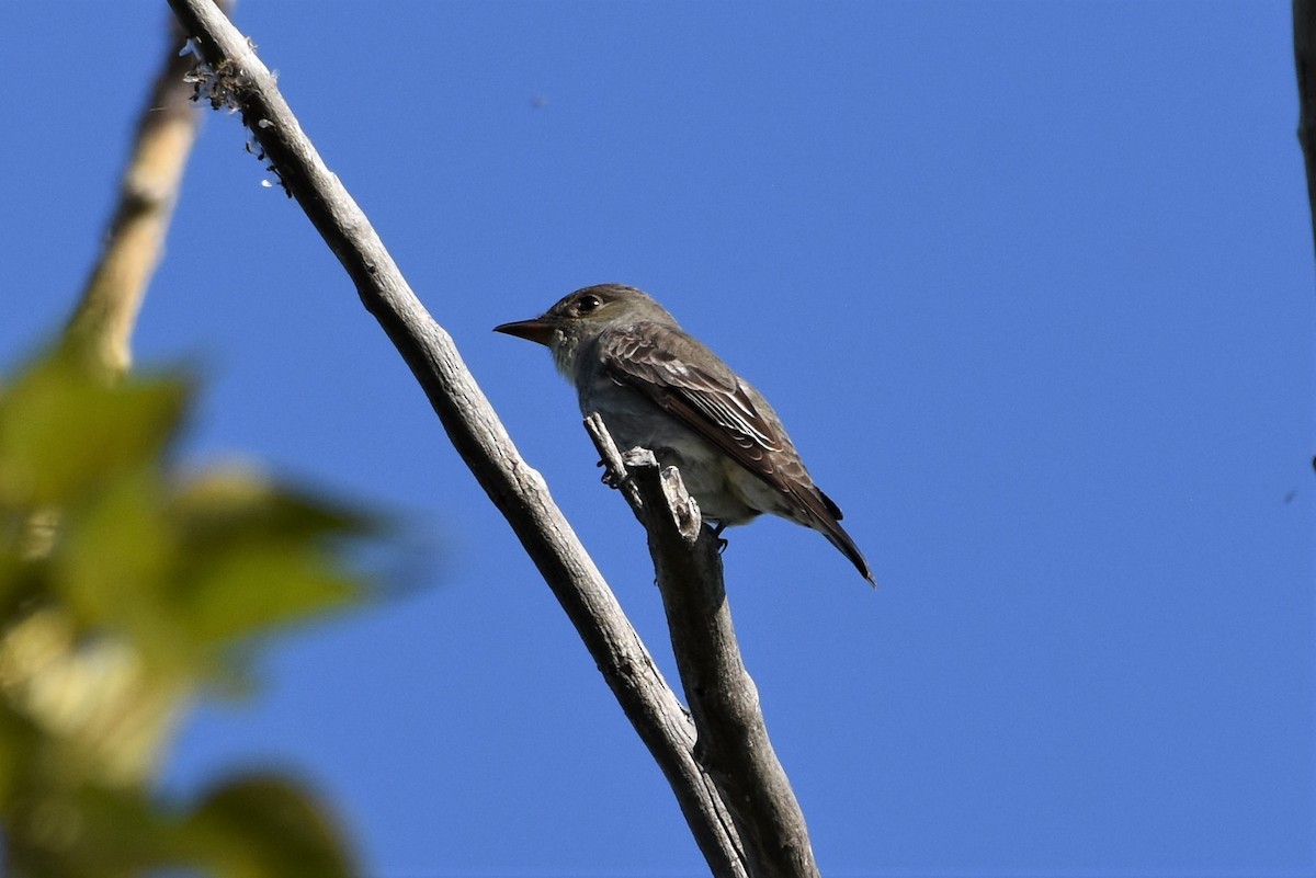 Olive-sided Flycatcher - ML341475671