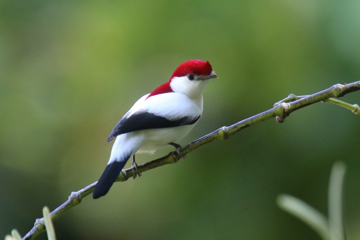 Araripe Manakin - Ian Thompson