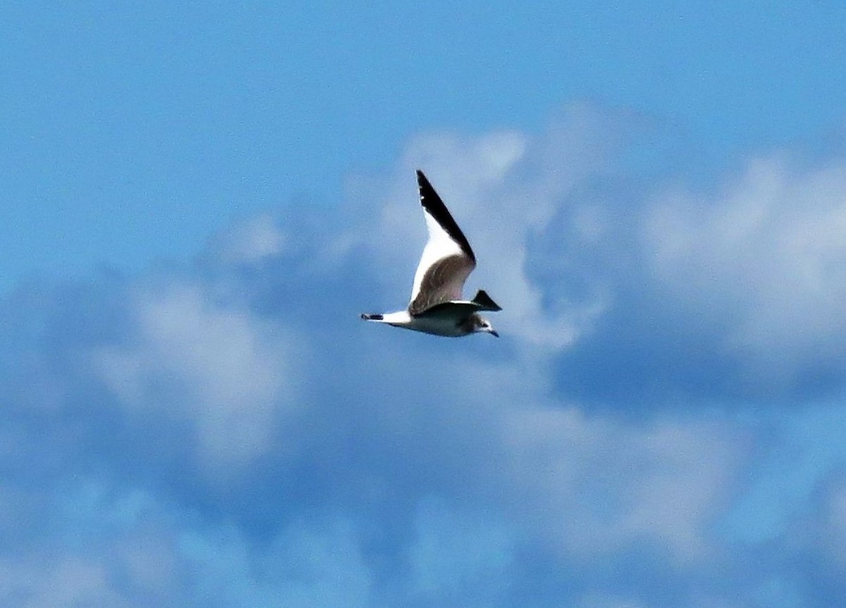 Sabine's Gull - dave chase