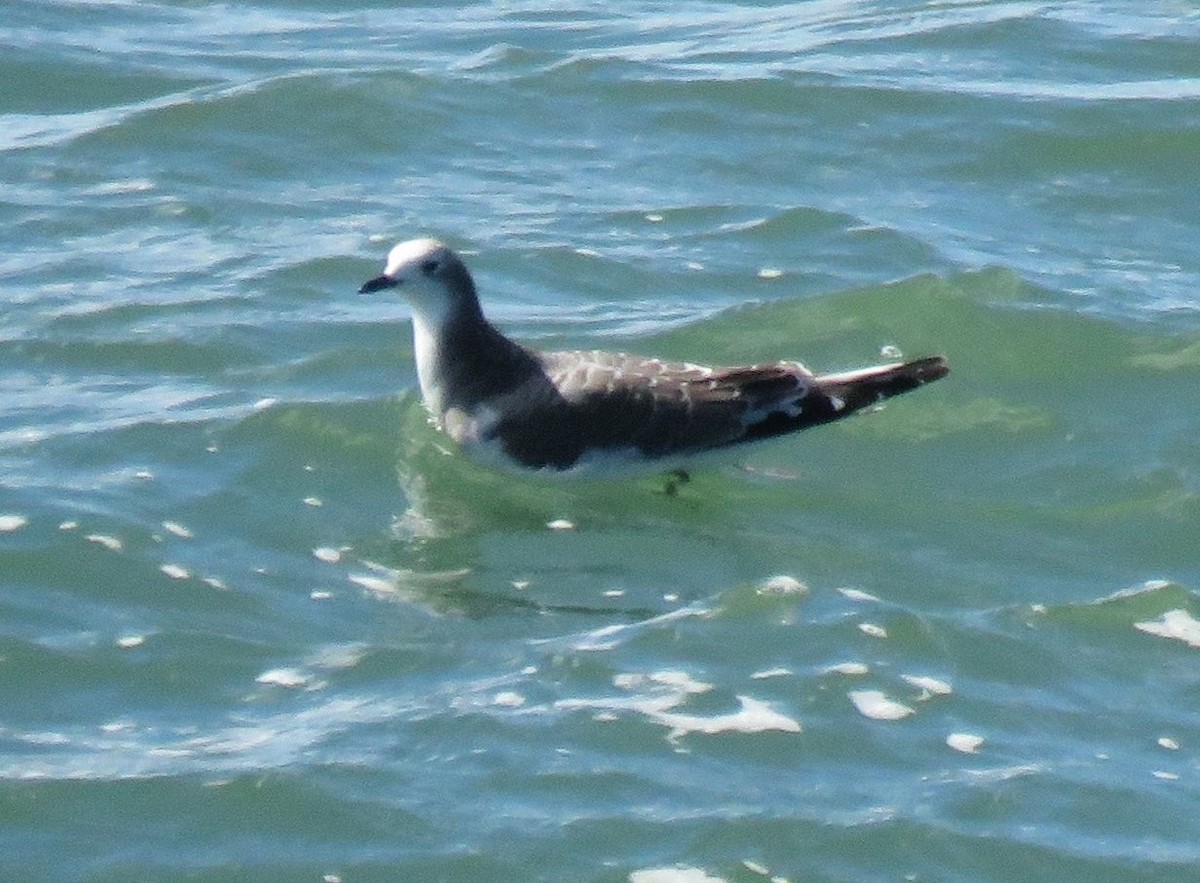 Sabine's Gull - ML34147831