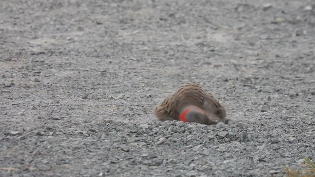 ハシボソキツツキ（auratus／luteus） - ML341478311