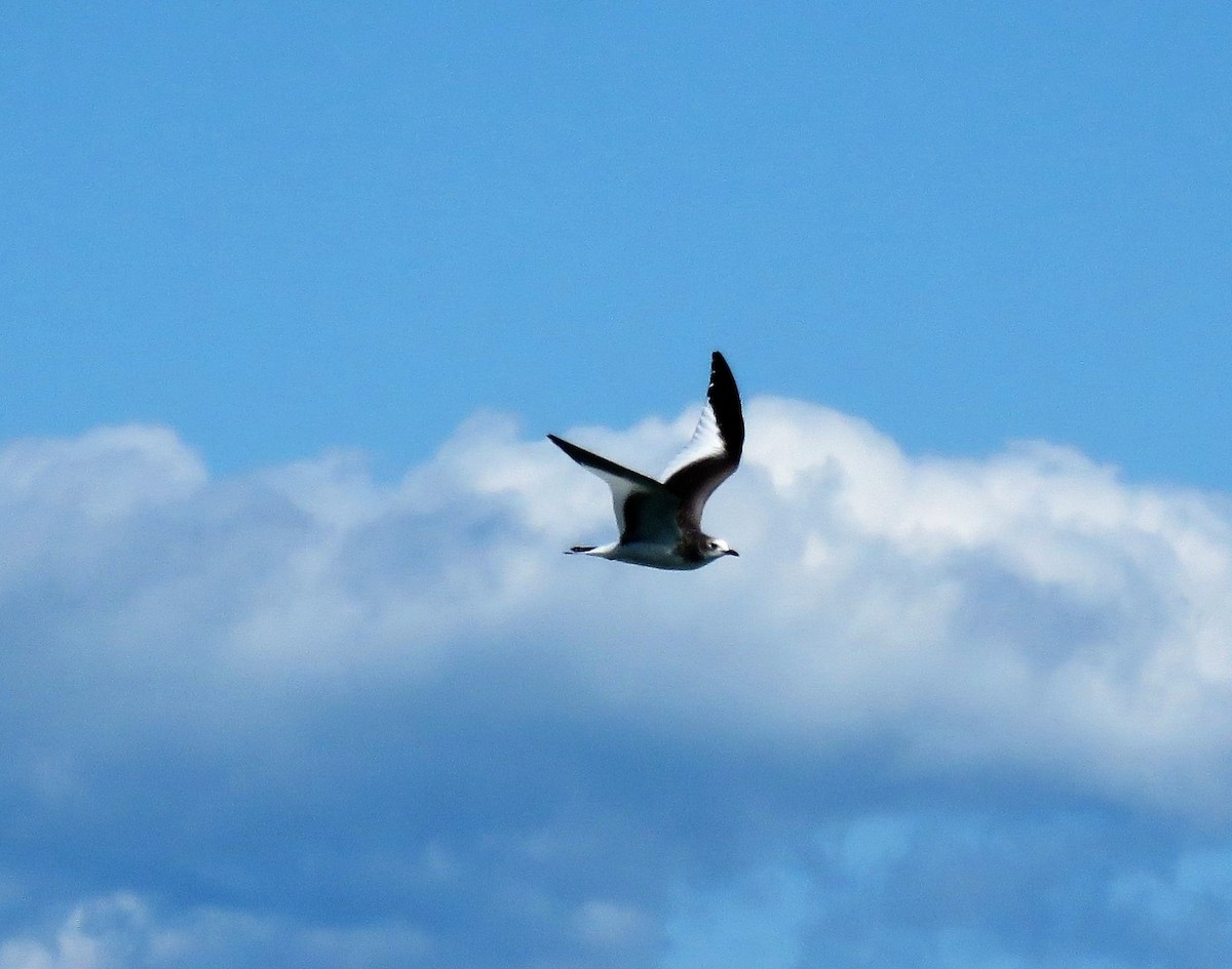 Sabine's Gull - ML34147841