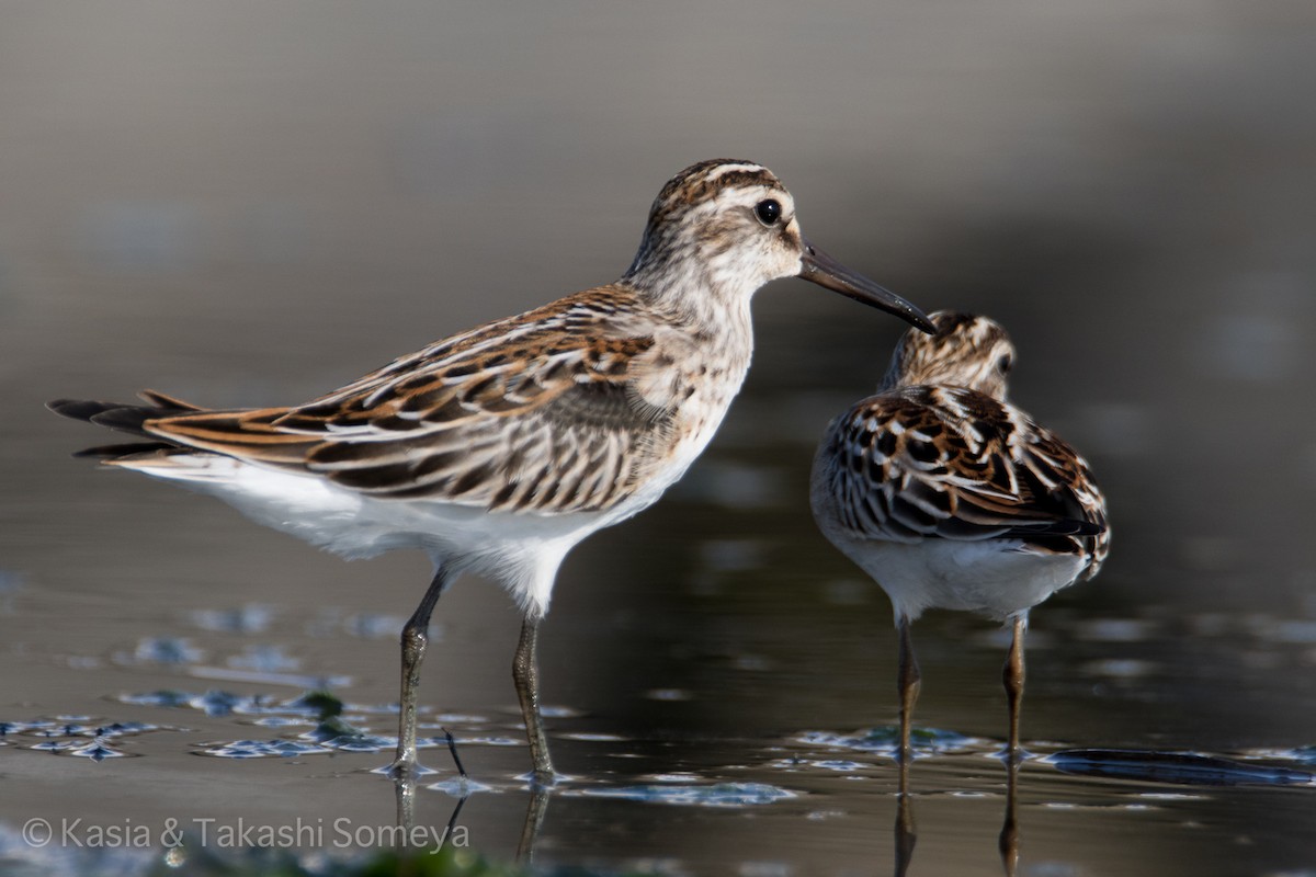 Broad-billed Sandpiper - ML34147901