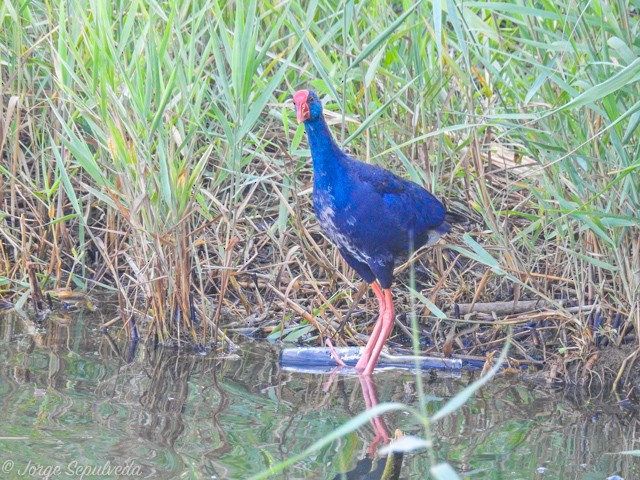 Western Swamphen - ML34147931