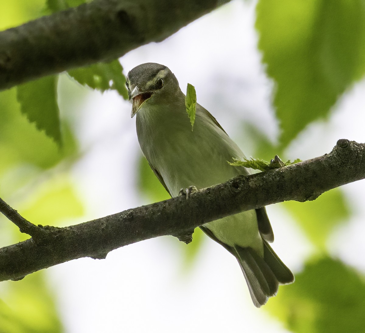 Vireo Ojirrojo - ML341479641