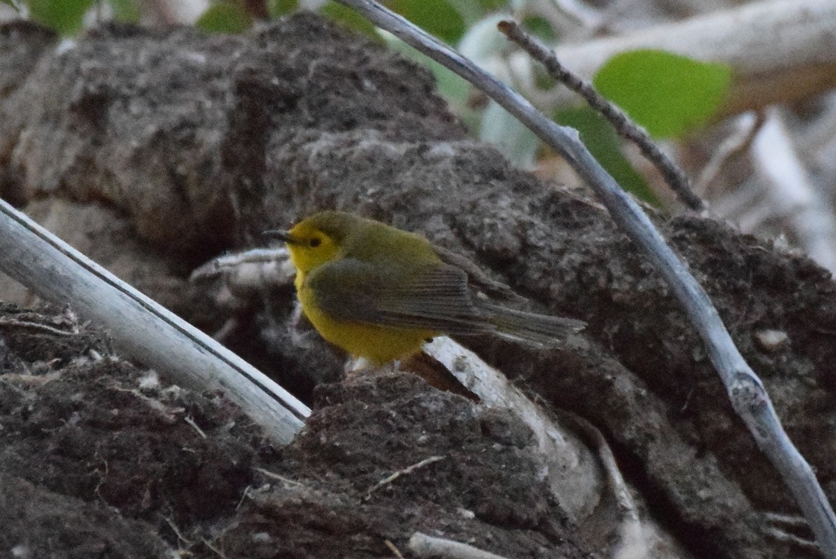 Hooded Warbler - ML341480281