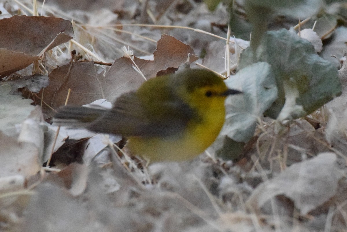 Hooded Warbler - ML341480321