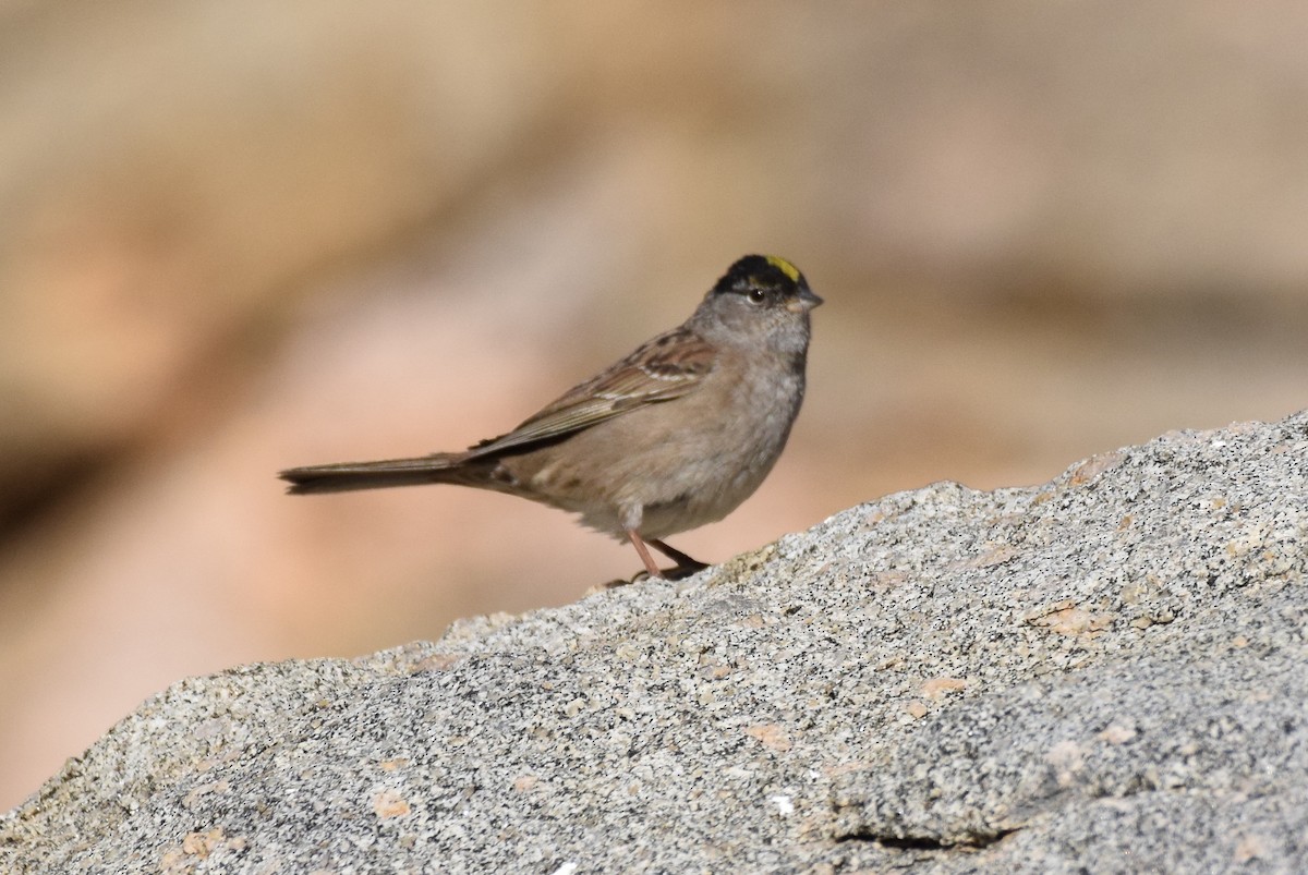Golden-crowned Sparrow - ML341480621